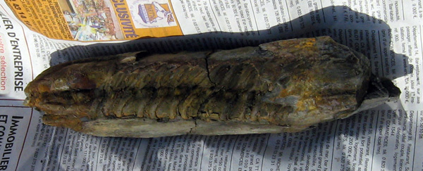 Trilobite (Neseuretus tristani)