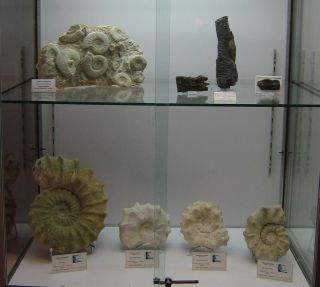 Vitrine AGMFO